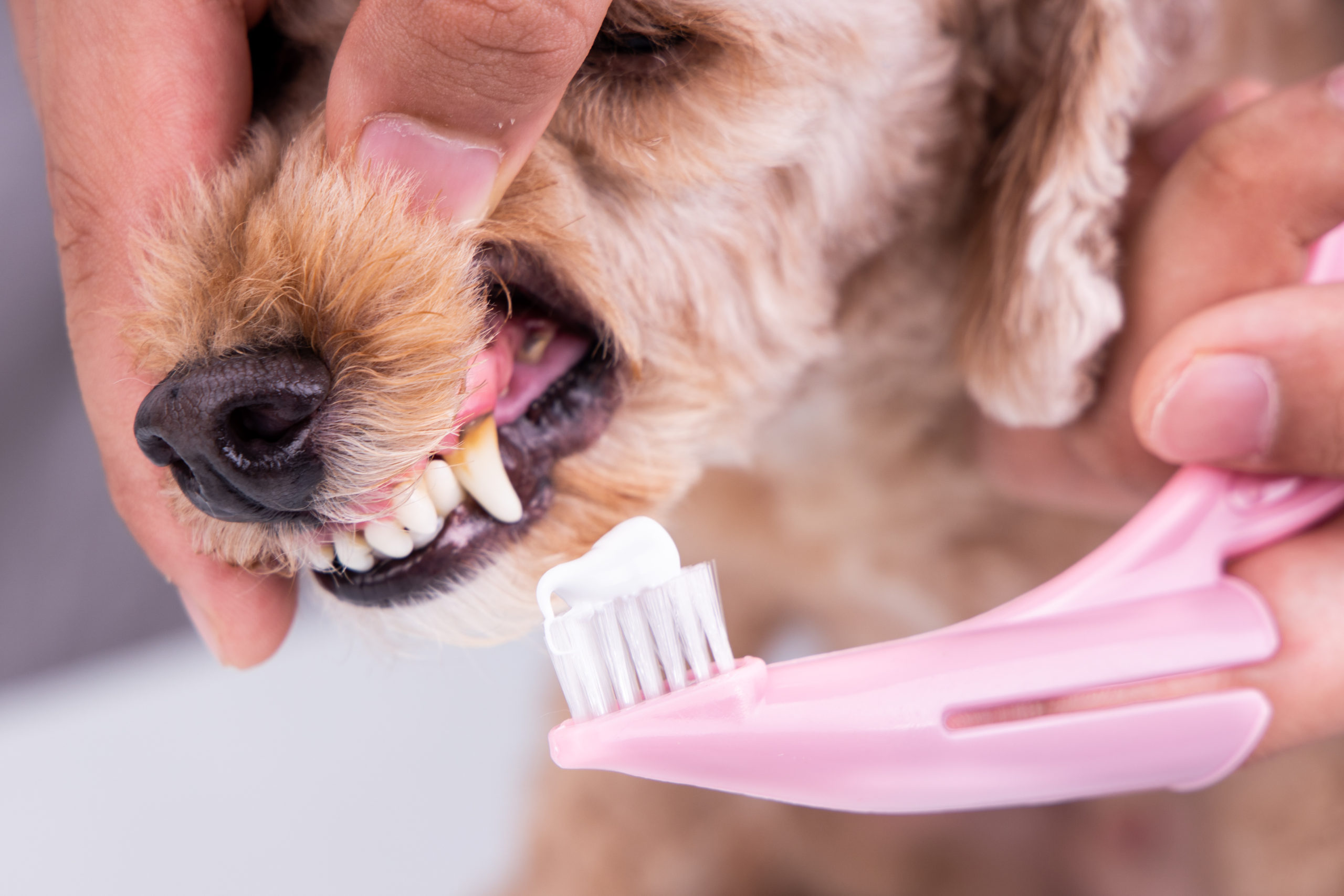 Зубная Паста Для Собак Мелких Пород Купить