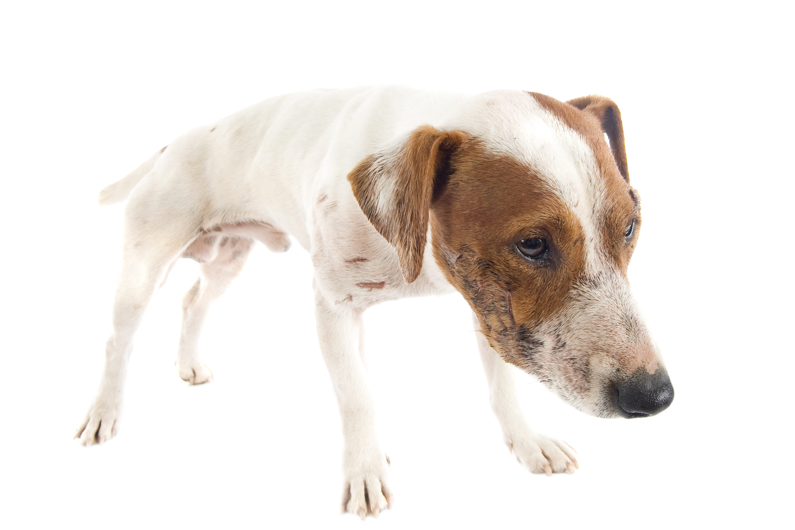 Jak se projevuje bolest břicha u psa?